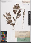 Foto von Salix cinerea L.